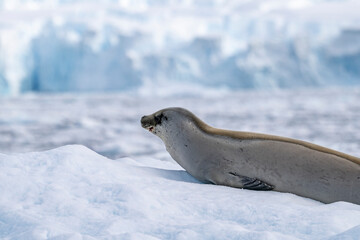 Weddell Seal on Iceberg in Antarctica. 