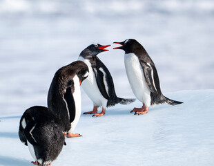 Fototapeta premium Gentoo penguins on Icebergs in antarctica