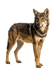 Obraz premium A brown and gray wolf standing on a white background