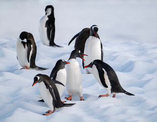 Obraz premium Gentoo penguins on Icebergs in antarctica