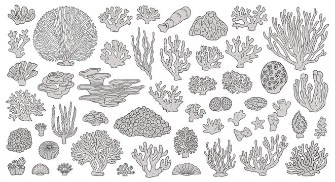 Large collection of diverse coral species and sea plants depicted in detailed black and white line art suitable for marine biology studies.