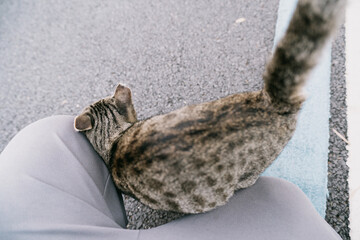 Obraz premium Cat Peeking Over a Chair Back, West Lake in Huizhou, Guangdong Province, Asia China, is a tourist attraction featuring ancient architecture