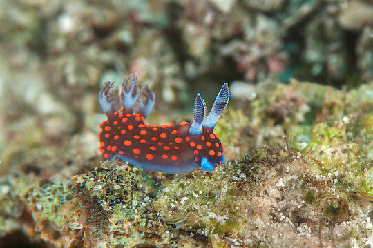 Nembrotha yonowae (  sea slugs , dorid nudibranch, marine gastropod mollusk in the family of Polyceridae ) feeding on corals of Bali, Indonesia