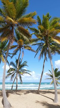 Pristine tropical coastline with coconut palm trees and azure caribbean sea. Beautiful landscape view. Vertical footage