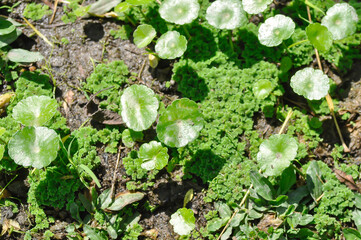 Water Pennywort or Kaempferia rotunda L or  ARALIACEAE, Hydrocotyle umbellata or Kaempferia rotunda