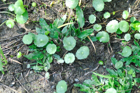 Water Pennywort or Kaempferia rotunda L or  ARALIACEAE, Hydrocotyle umbellata or Kaempferia rotunda
