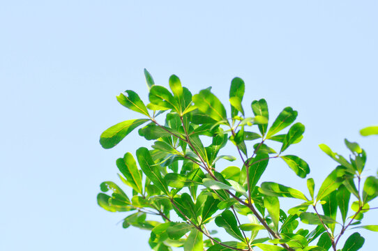 Black afara, combretaceae or Ivory Coast almond or Terminalia ivorensis