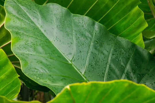 Fresh taro leaves background. Background of the green leaves of elephant ear plant	