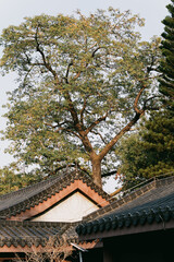 Traditional Roof Under a Leafy Tree, West Lake in Huizhou, Guangdong Province, China, is a tourist attraction featuring ancient architecture.