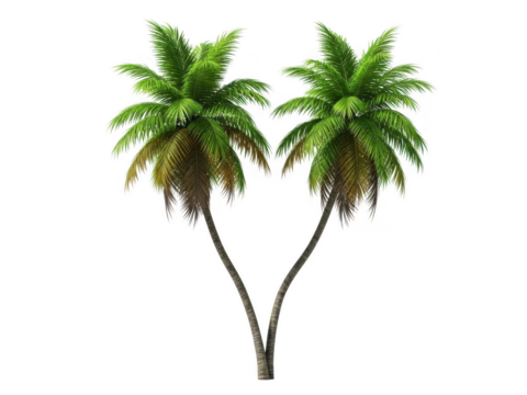 Two palm trees isolated on transparent background - Powered by Adobe