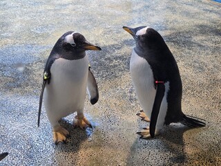 Obraz premium Two cute penguins standing together 