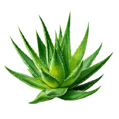 Fototapeta premium Vibrant green aloe vera plant with water droplets on black background succulent, Png Isolated On White, Transparent Background