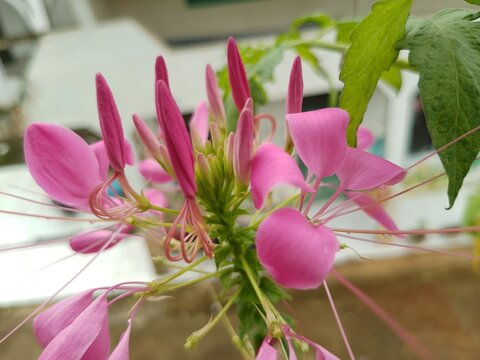 Macro Shot of Pink Cleome Flower with Long Stamens on Blurred Background