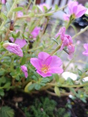 Obraz premium Close up of Pink Portulaca Grandiflora Flower with Green Leaves Background