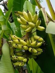 Bunch of Young Green Bananas Ripening on Tree in Tropical Plantation