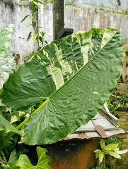 Large Variegated Elephant Ear Alocasia Plant Growing in Tropical Backyard