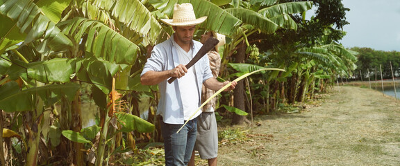 The farmer is working hard to take care of his banana plantation.