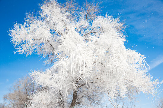 Wide Scene of Hoarfrost Trees in Clear Weather