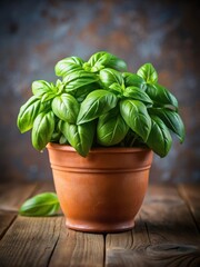 Fototapeta premium Close-up of fresh basil leaves on a terracotta pot