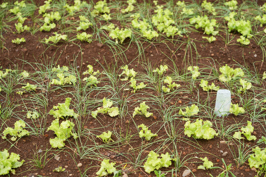 Sustainable vegetable farm with lettuce and scallions grown using intercropping methods on fertile soil. Eco-friendly agriculture concept showing organic food production and responsible land use.