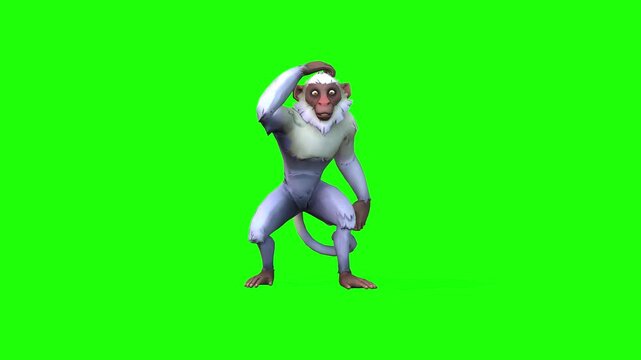 Front view confuse monkey animal with green screen or chroma key video clip motion background art