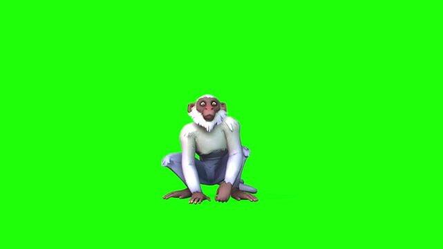 Front animation motion of monkey animal with green screen or chroma key video art background