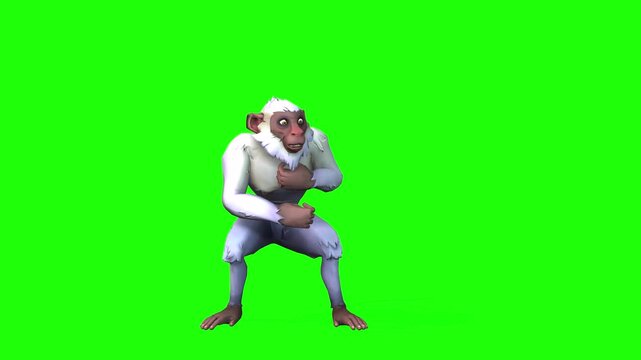 Motion monkey animal or idle motion with green screen or chroma key video clip motion video