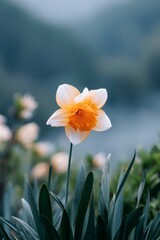 a daffodil flower with an orange center and yellow petals, resting on dark green leaves, with a blurred background of other flowers in the distance
