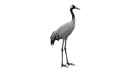 Obraz premium Majestic Red-Crowned Crane (Grus japonensis) Isolated on Pure White Background - Stunning High-Resolution Wildlife Cutout of an Elegant Asian Bird, Symbolizing Longevity and Luck