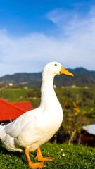 White duck in a grassy field, mountains in background