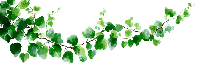 白い背景に孤立した、みずみずしい緑の葉が茂るつる植物の枝は、自然な装飾や境界線として使用できる、清潔感と透明感のあるデザイン素材です。
