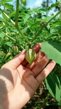 holding Physalis angulata fruit or commonly called morel berry is a fruit with many benefits and is usually found growing wild