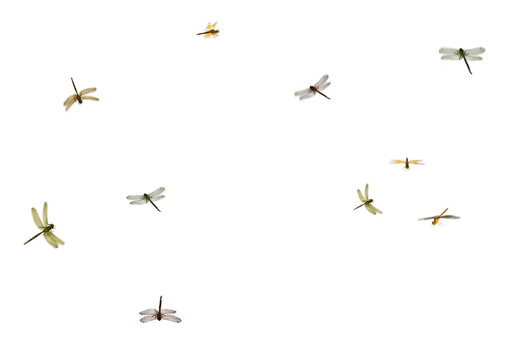 Group of dragonflies arranged in loose circle on white background, lively insects in mid‑air, bright and airy nature composition for playful summer design projects

