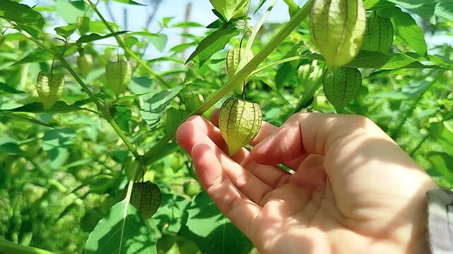 holding Physalis angulata fruit or commonly called morel berry is a fruit with many benefits and is usually found growing wild