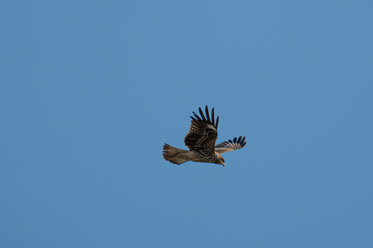 空を飛ぶトビ	