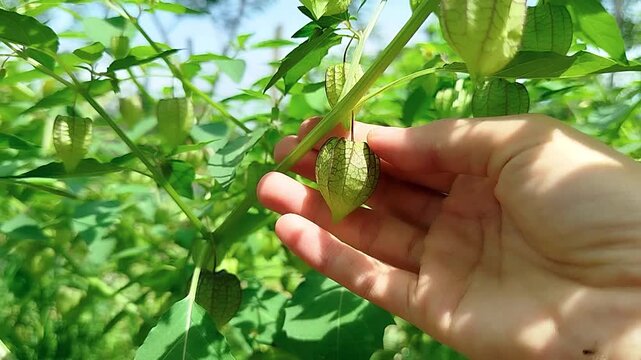 holding Physalis angulata fruit or commonly called morel berry is a fruit with many benefits and is usually found growing wild