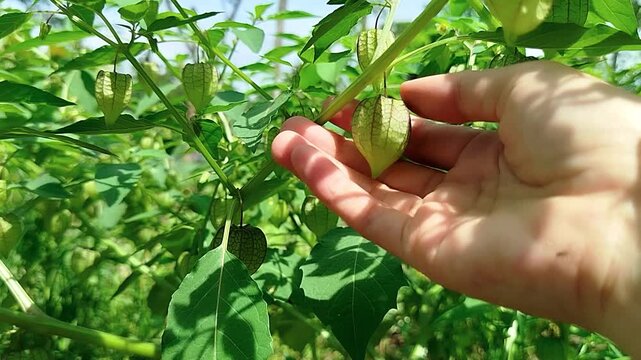 holding Physalis angulata fruit or commonly called morel berry is a fruit with many benefits and is usually found growing wild