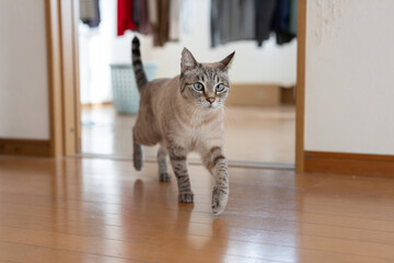 部屋を歩く猫　シャムトラ猫 © rai
