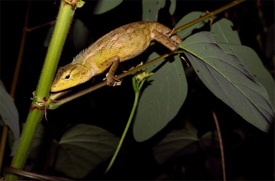 An oriental garden lizard resting on a tree branch.