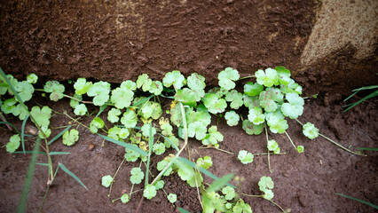 Green Plants Growing Along Muddy Wall