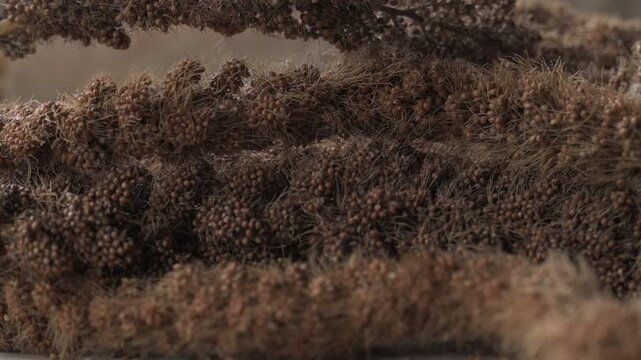 harvesting dry pile of millet