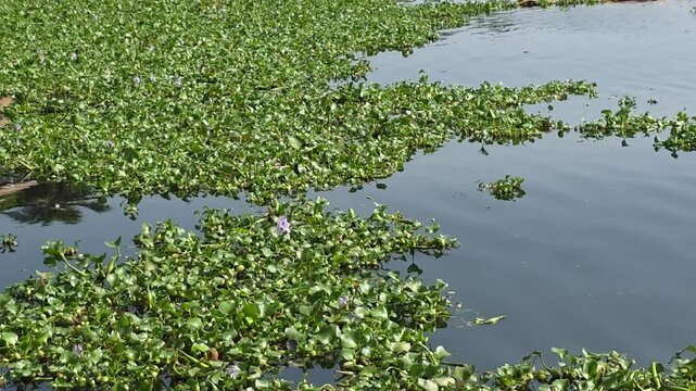 Close view of dense green floating plants spread across the calm backwater surface.