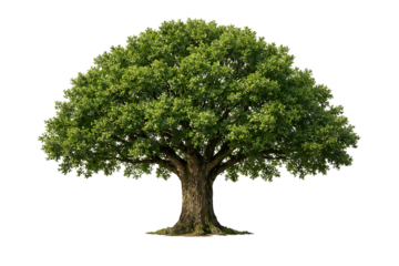 A tree with a brown trunk and green leaves is centered against a white background in this stock photo image cutout on alpha channel