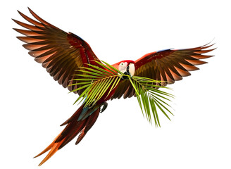 Obraz premium Flying macaw parrot with palm leaves isolated on transparent background