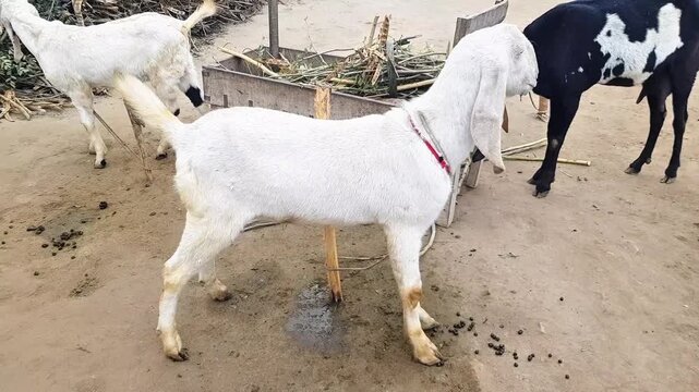 Adorable Village Goats &ndash; White & Black Spotted Goats Standing in Muddy Farm Yard with Wooden Post