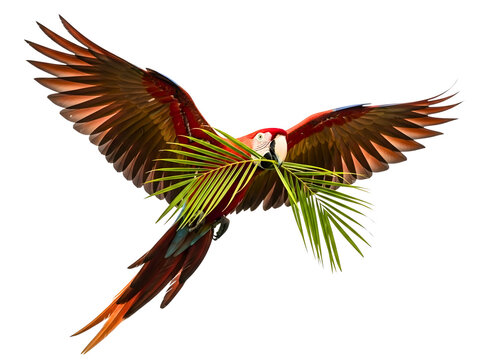 Flying macaw parrot with palm leaves isolated on transparent background