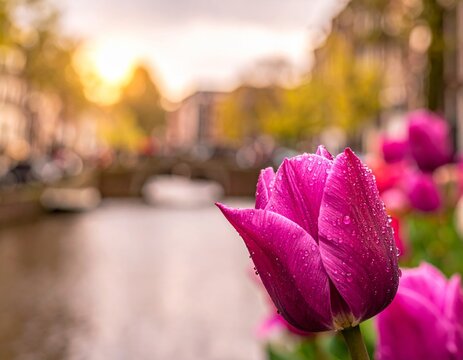 Close up of vibrant pink tulip flower blooming in spring garden with blurred background. - Powered by Adobe
