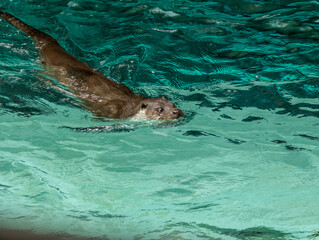 Obraz premium Loutre d'Europe