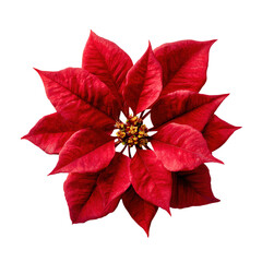 Red poinsettia christmas flower top view transparent background