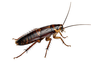 Brown Cockroach Isolated on White Background Isolated on Transparent Background
